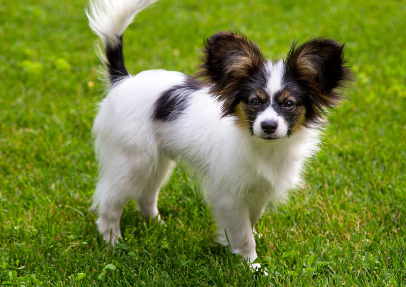 Papiljonas (Papillon dog)