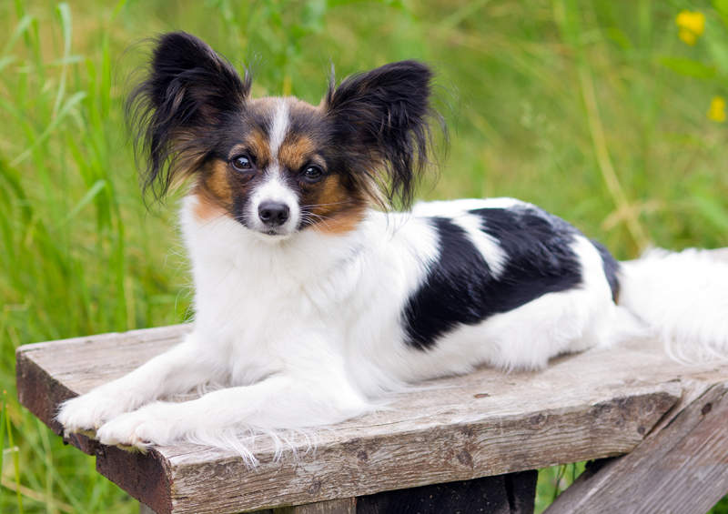 Papiljonas (Papillon dog)