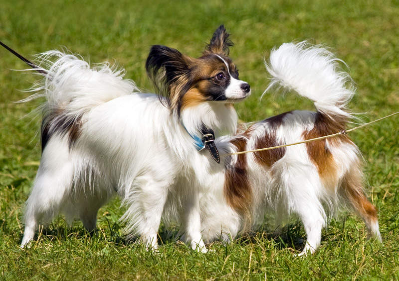 Papiljonas (Papillon dog)