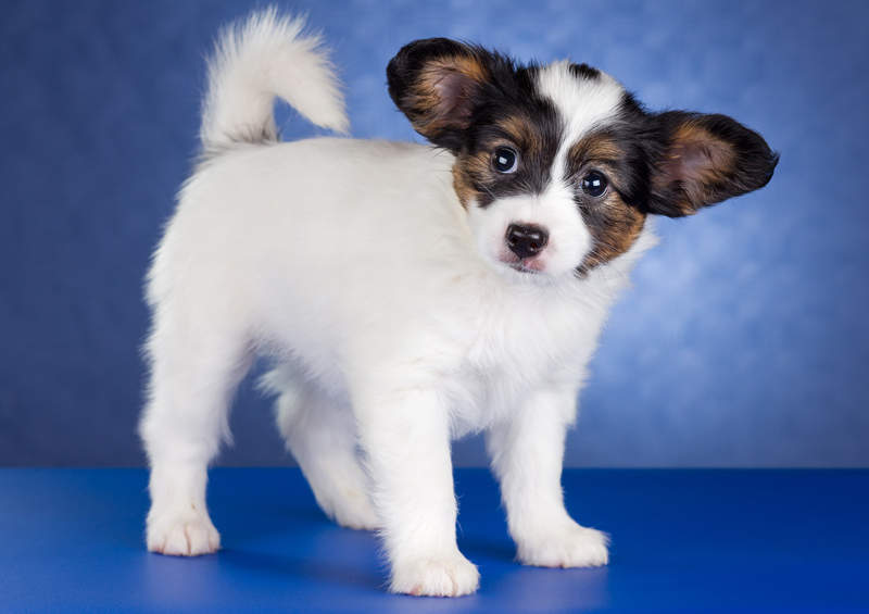 Papiljonas (Papillon dog)