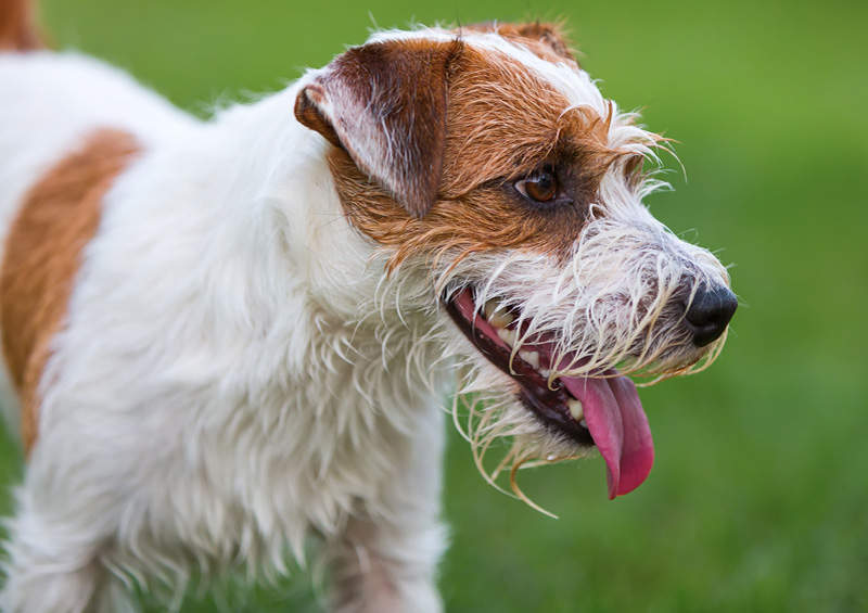 parsono raselo terjeras Parson Russell Terrier