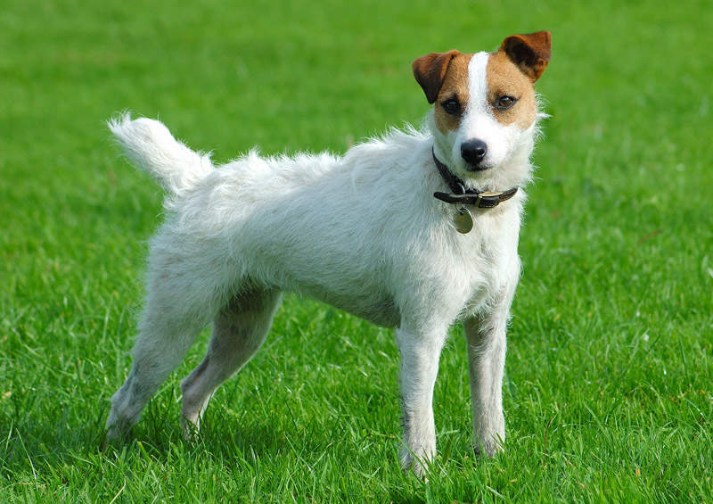 Pastoriaus Raselo terjeras (Parson Russell Terrier)