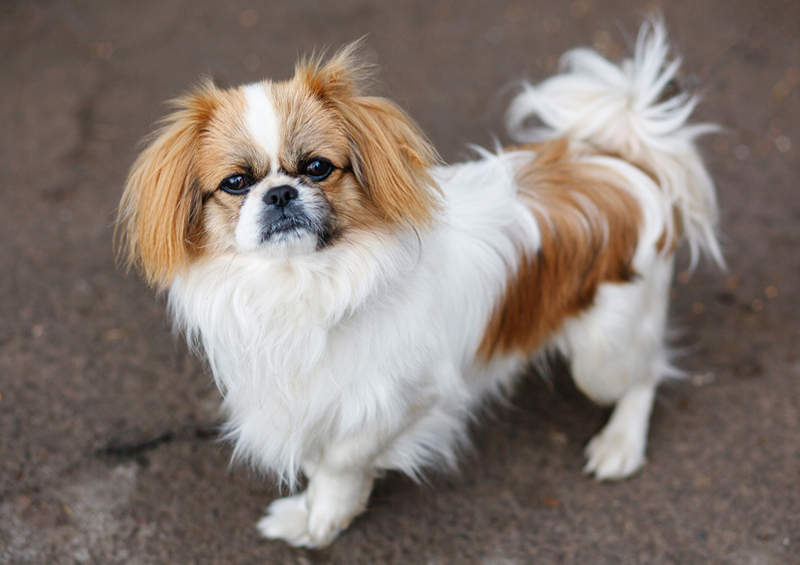 Pekinas (Pekingese)