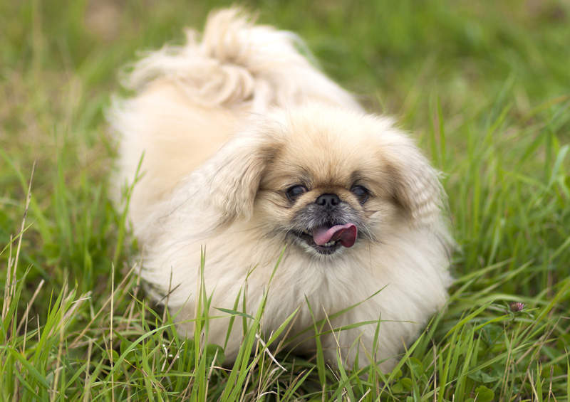 pekinas Pekingese