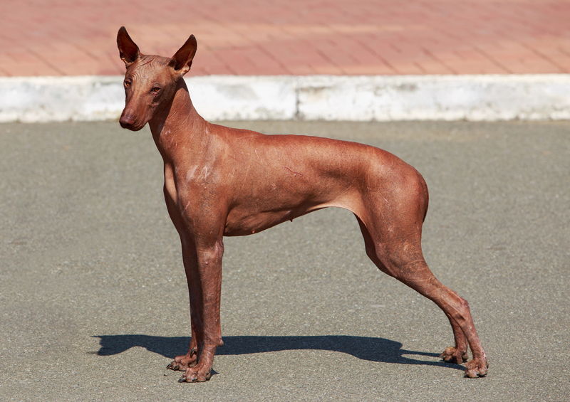 Peru plikasis šuo  (Peruvian Hairless Dog)
