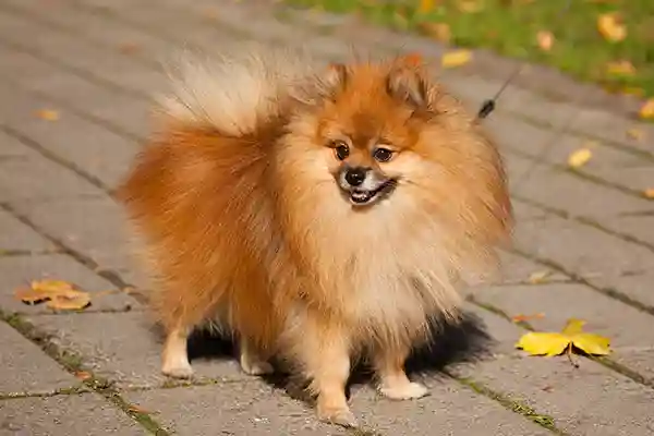 Pomeranijos špicas stovi lauke