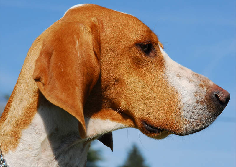 Porcelianinis skalikas (Porcelaine dog)