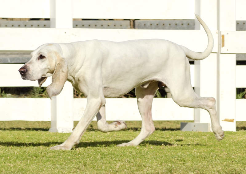 Porcelianinis skalikas (Porcelaine dog)