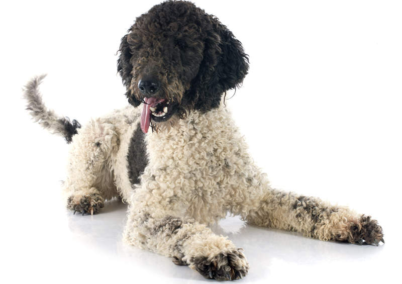 portugalu vandens suo Portuguese Water Dog