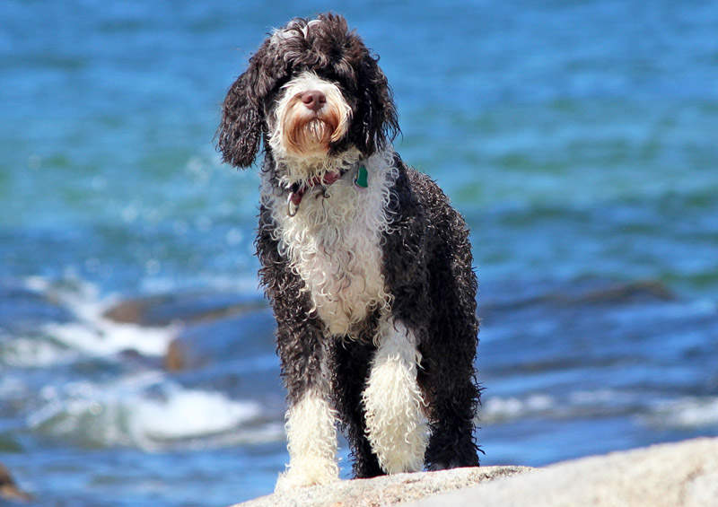 Portugalų vandens šuo (Portuguese Water Dog)