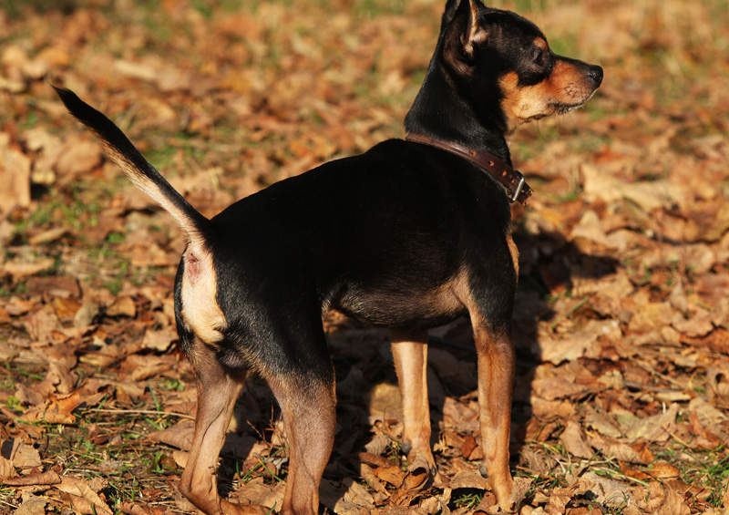 prahos ziurkutis Prague ratter dog