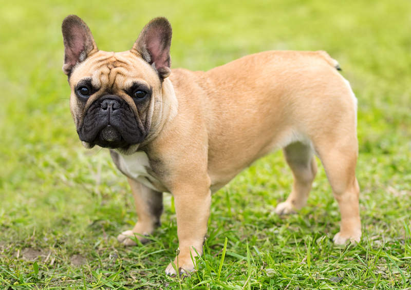 Prancūzų buldogas (French Bulldog)