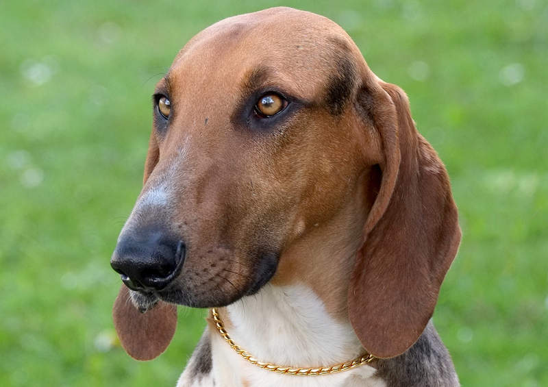 puatu skalikas poitevin hound