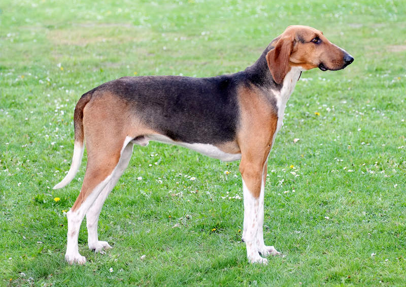 Puatu skalikas (Poitevin hound)