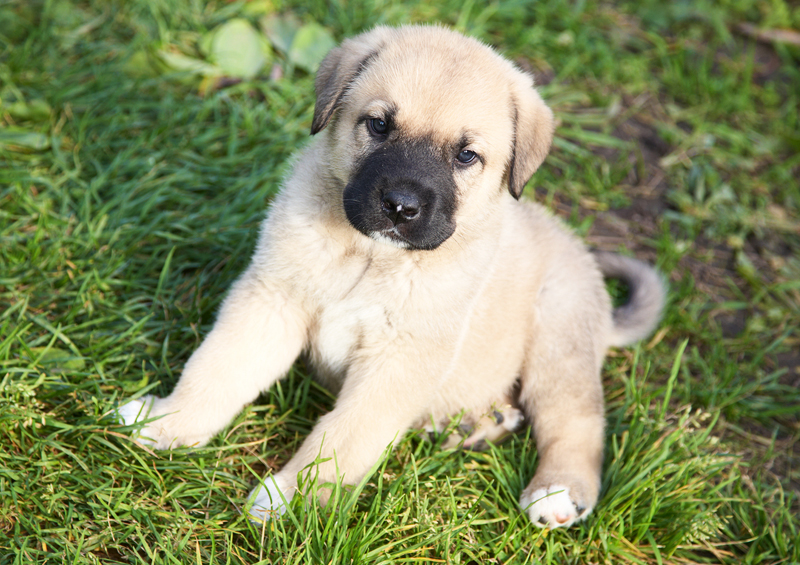 ispanu mastifo suniukas Spanish Mastiff