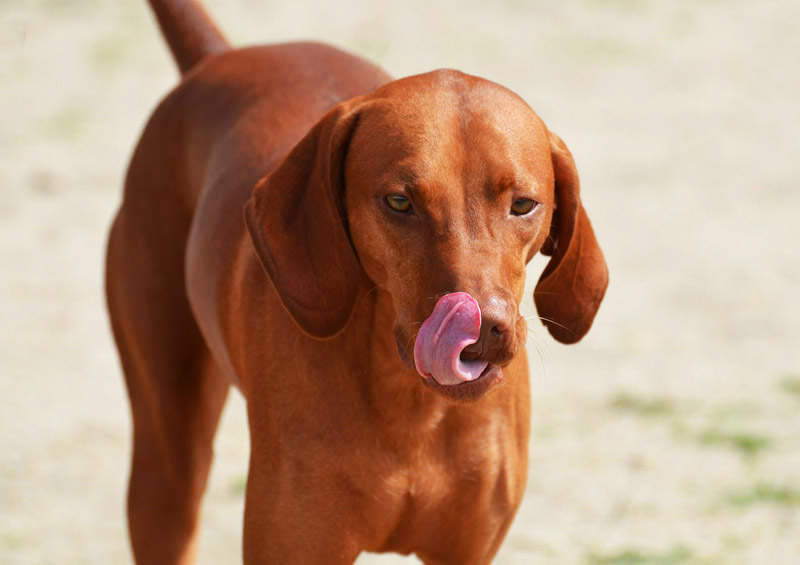 Redbono kunhaundas (Redbone Coonhound) Redbono kunhaundas (Redbone Coonhound)