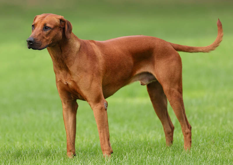 Rodezijos ridžbekas (Rhodesian Ridgeback)