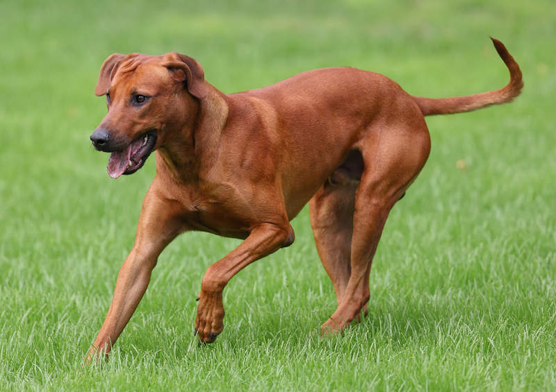 Rodezijos ridžbekas (Rhodesian Ridgeback)