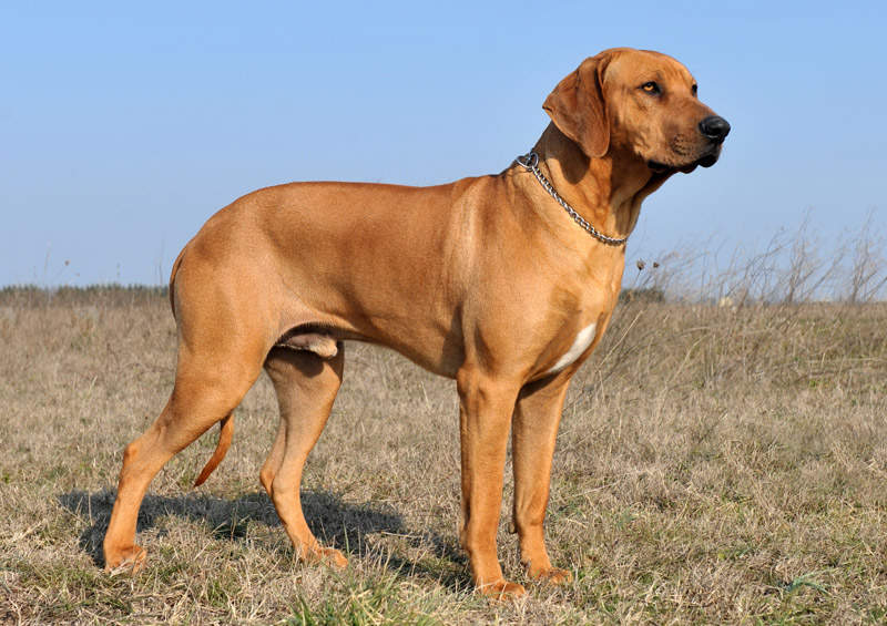 rodezijos ridzbekas Rhodesian Ridgeback