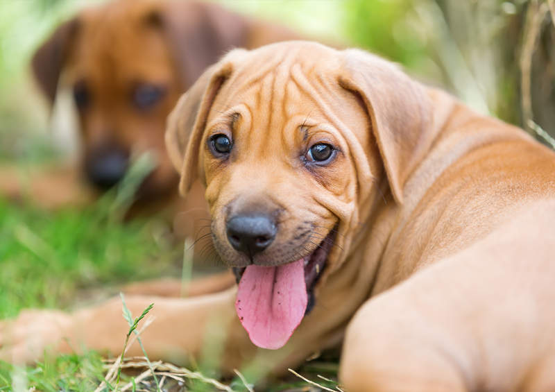 rodezijos ridzbeko suniukai Rhodesian Ridgeback