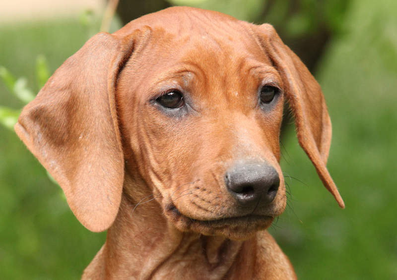 rodezijos ridzbeko suniukas Rhodesian Ridgeback