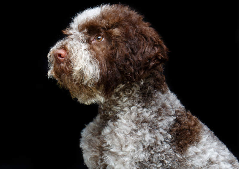 romanijos vandens suns suniukas Lagotto Romagnolo