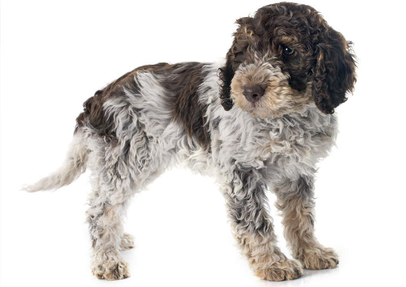 romanijos vandens suns suniukas Lagotto Romagnolo