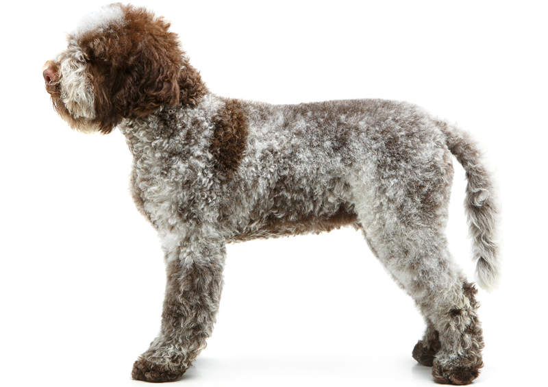 Romanijos vandens šuns šuniukas (Lagotto Romagnolo)