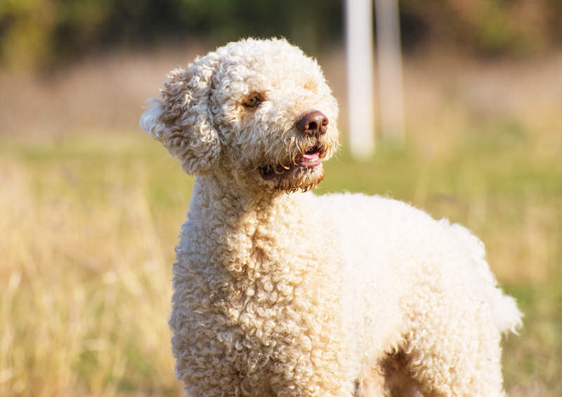 Romanijos vandens šuo (Lagotto Romagnolo)