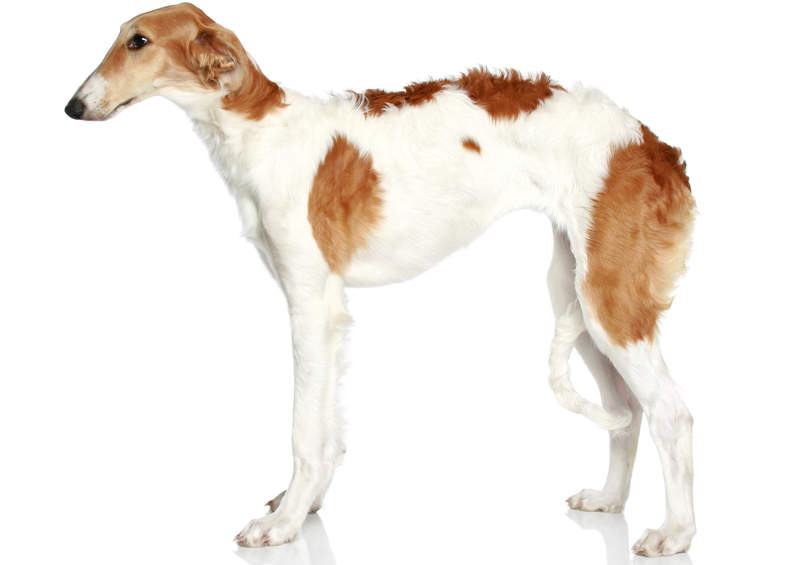 Rusų kurtas (Borzoi)