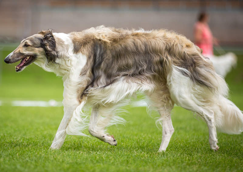 rusu kurtas borzoi