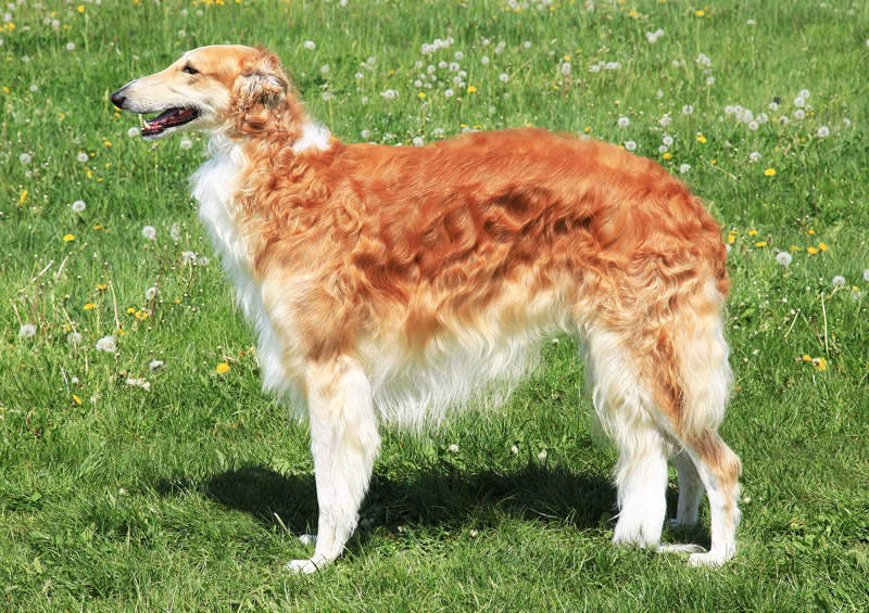 Rusų kurtas (Borzoi)