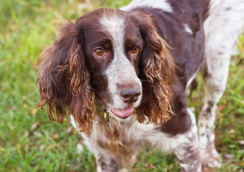 rusu spanielis Russian Spaniel