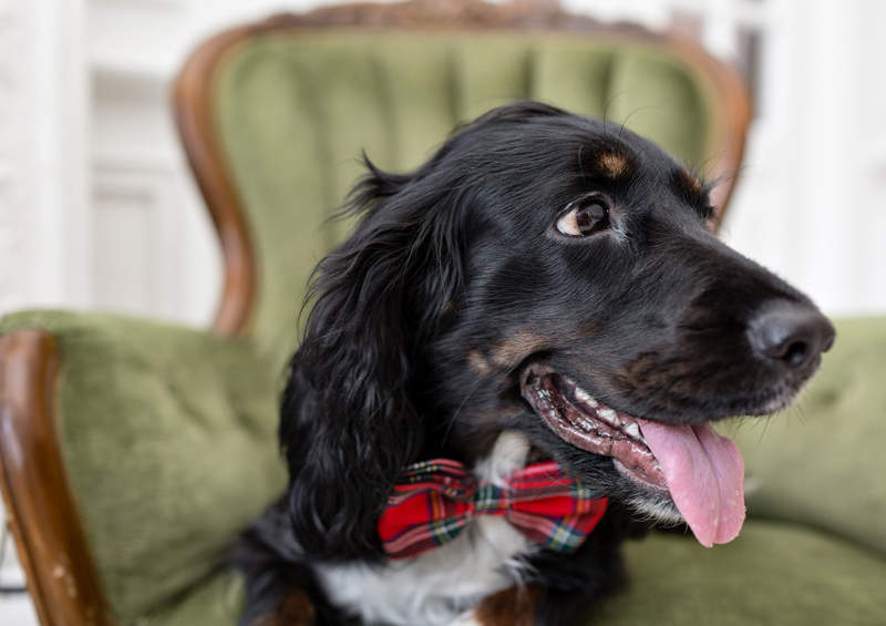 rusu spanielis Russian Spaniel