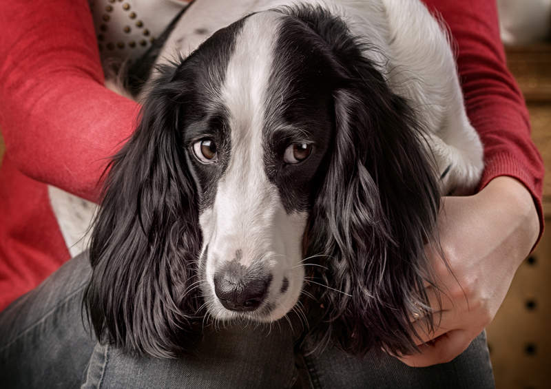 rusu spanielis Russian Spaniel