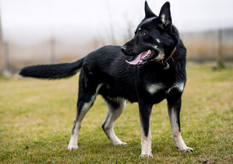 Rytų Europos aviganis (East-European Shepherd)