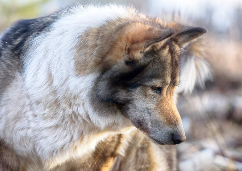 rytu sibiro laika East Siberian Laika