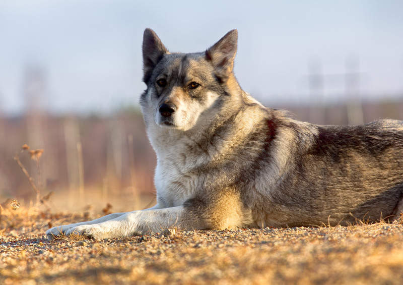 rytu sibiro laika East Siberian Laika