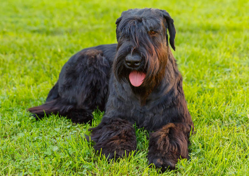 Ryzenšnauceris (Giant Schnauzer)