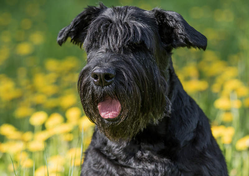 Ryzenšnauceris (Giant Schnauzer)