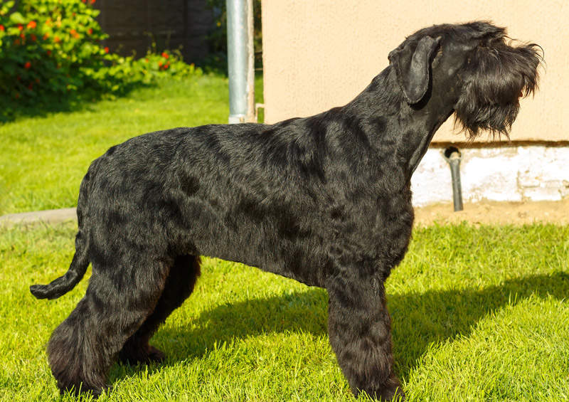 ryzensnauceris Giant Schnauzer