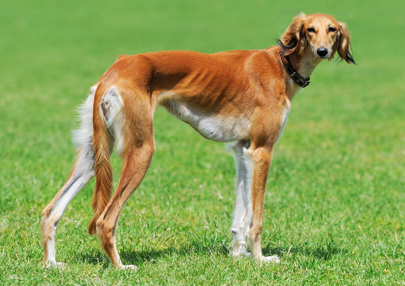 Saliukis (persų kurtas, angl. Saluki)