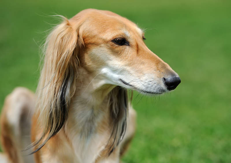 Saliukis (persų kurtas, angl. Saluki)