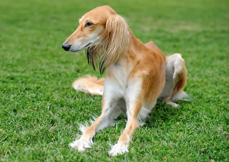 Saliukis (persų kurtas, angl. Saluki)