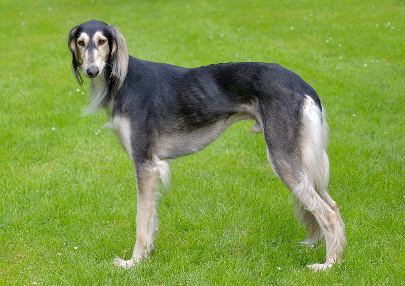 Saliukis (persų kurtas, angl. Saluki)