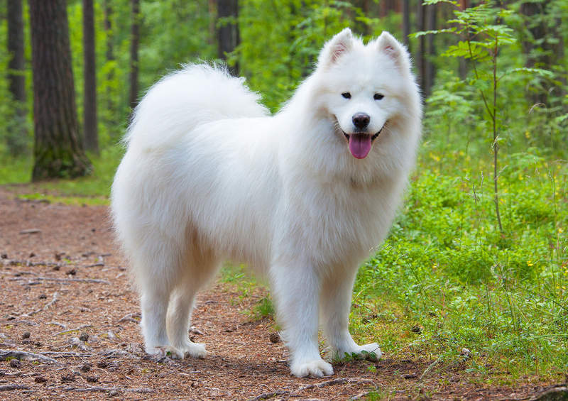 Samojedas (Samoyed)