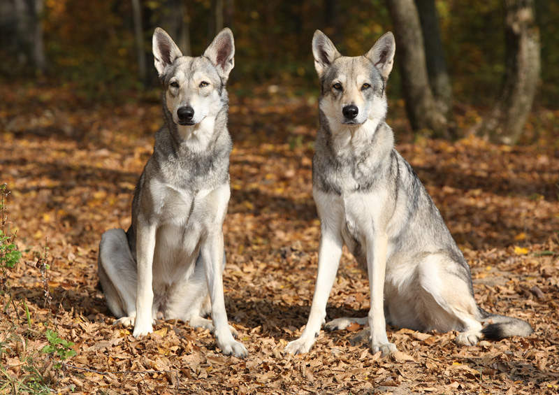 sarloso vilksuniai Saarloos wolfdog