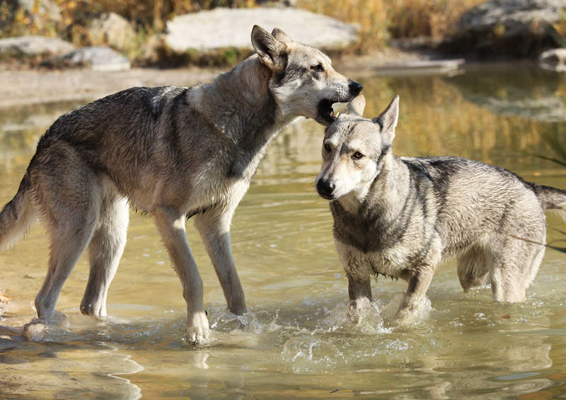 Sarloso vilkšunis (Saarloos wolfdog)