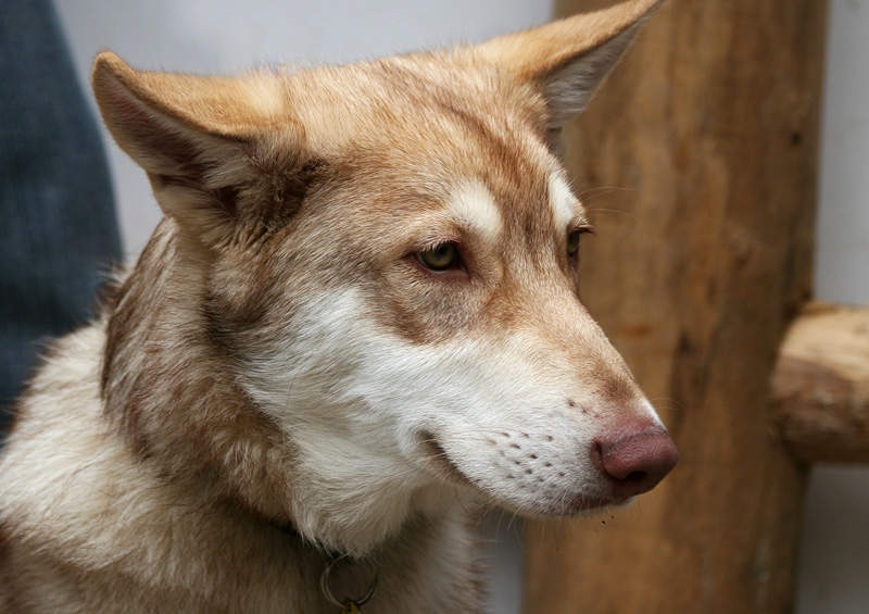 sarloso vilksunis Saarloos wolfdog