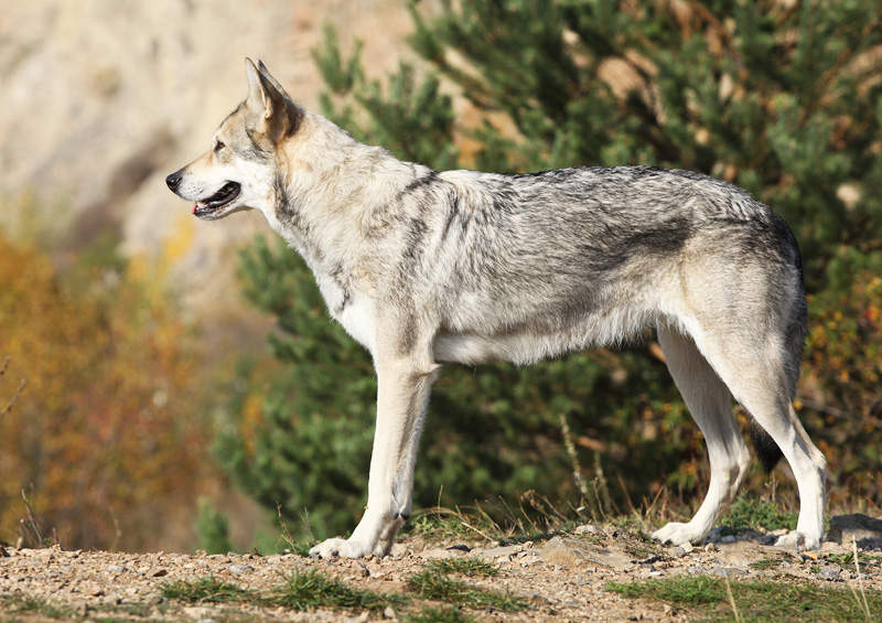 sarloso vilksunis Saarloos wolfdog